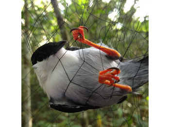 RED DE NIEBLA GRANDE